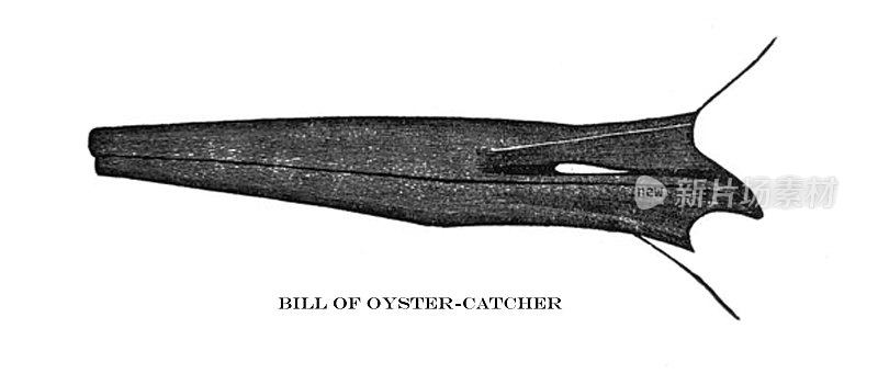古董鸟插图-捕牡蛎的Bill - Haematopus Palliatus